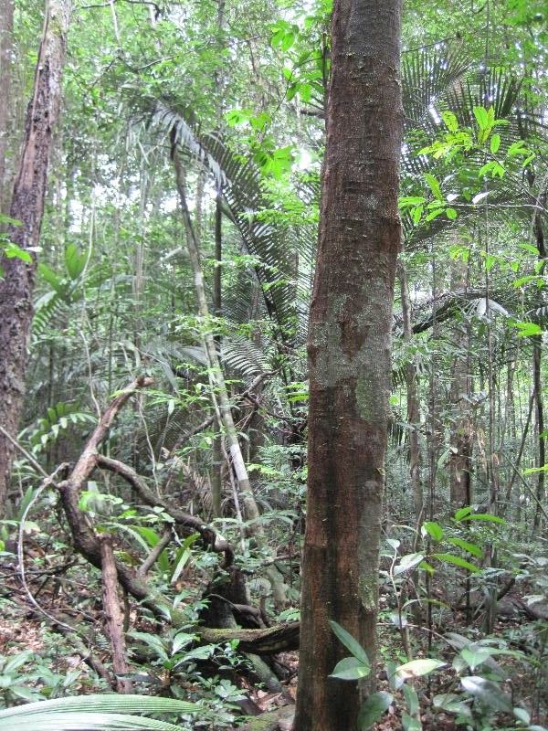 Cupania hirsuta habit
