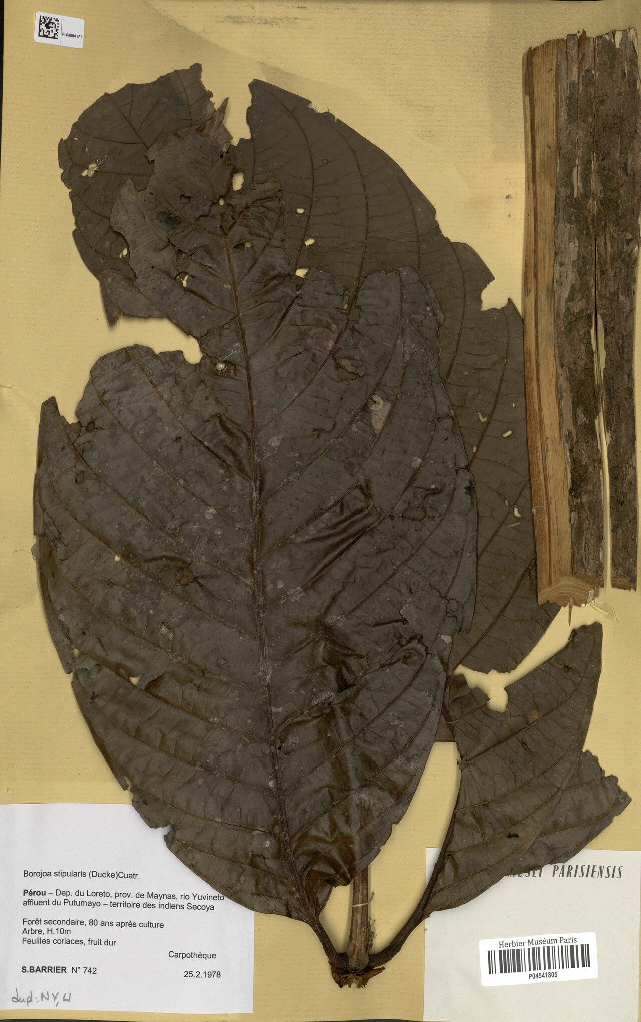 Alibertia verticillata — houseplant care guide