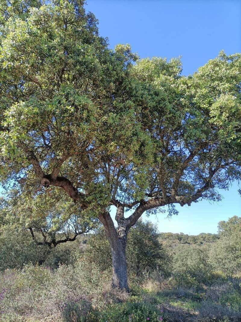 Combretum imberbe habit