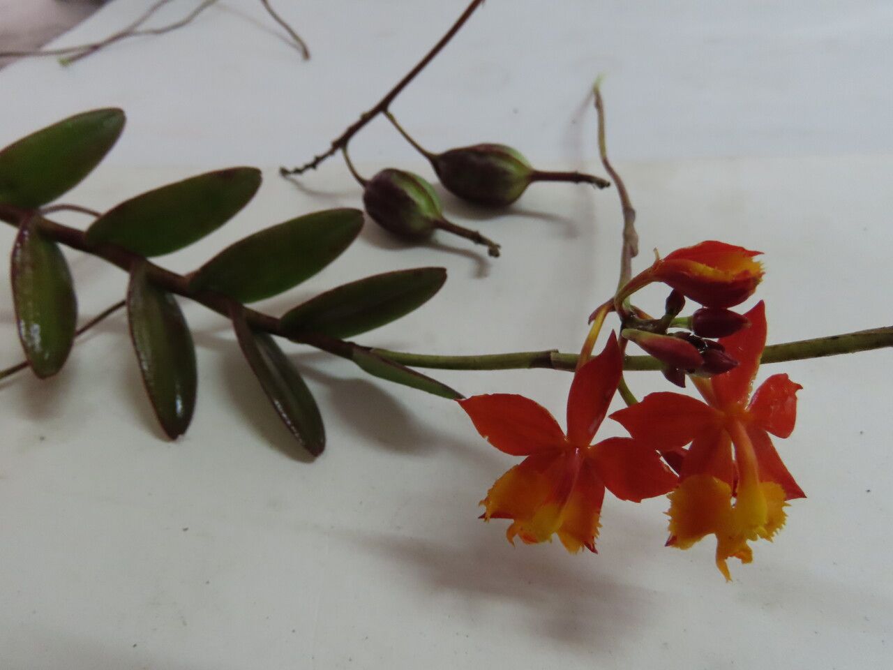 Epidendrum radicans fruit