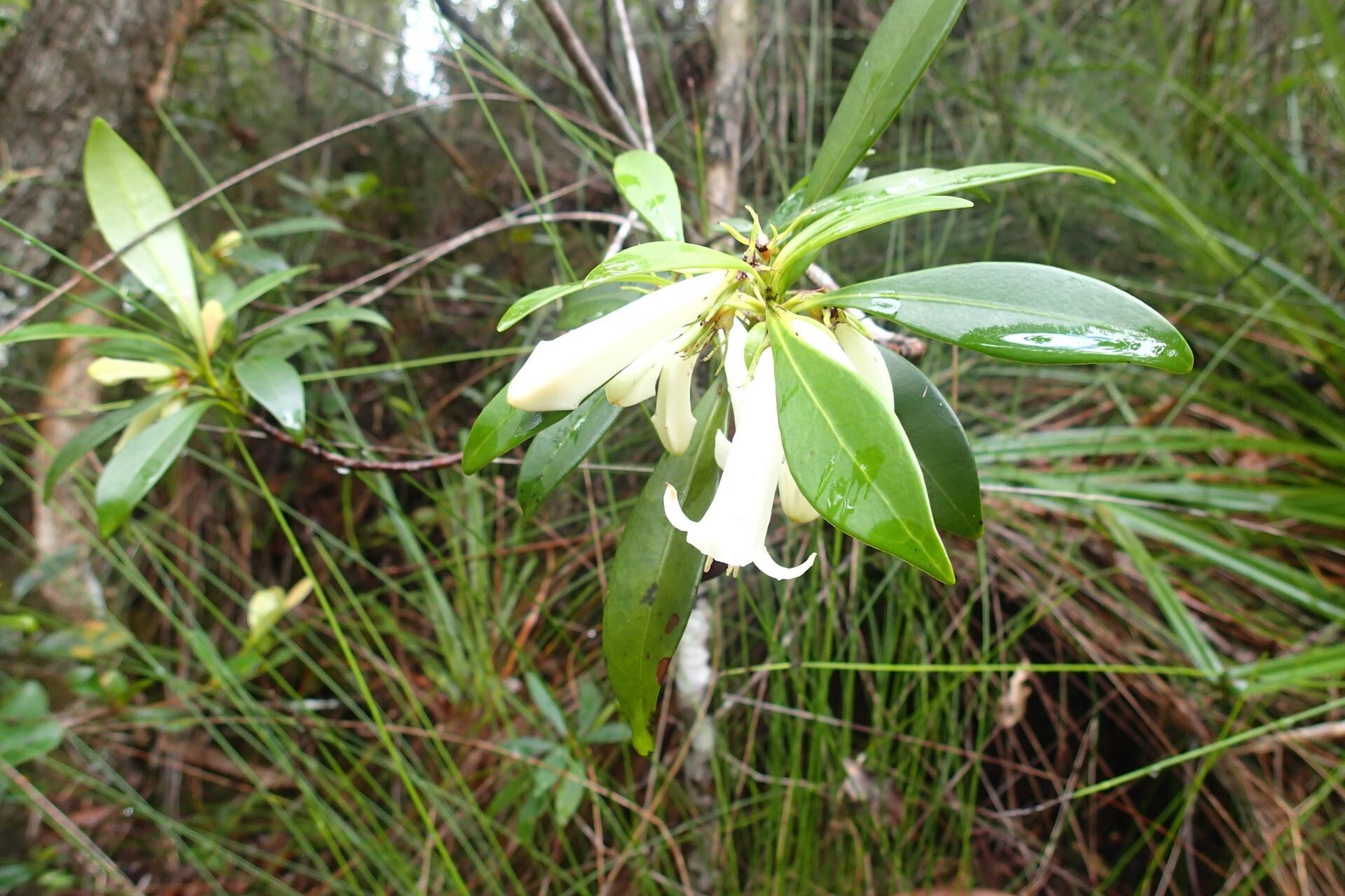 Thiollierea tubiflora — houseplant care guide