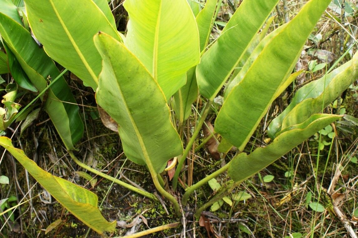 Philodendron pulchrum habit