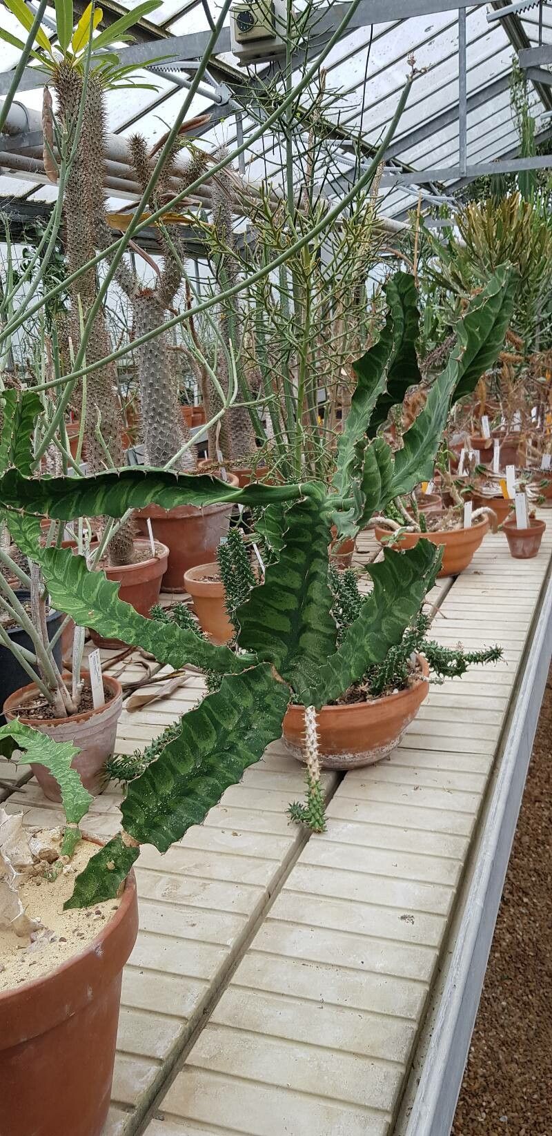 Euphorbia angularis habit