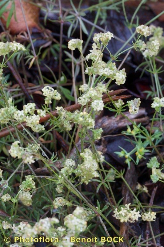 Galium valentinum other
