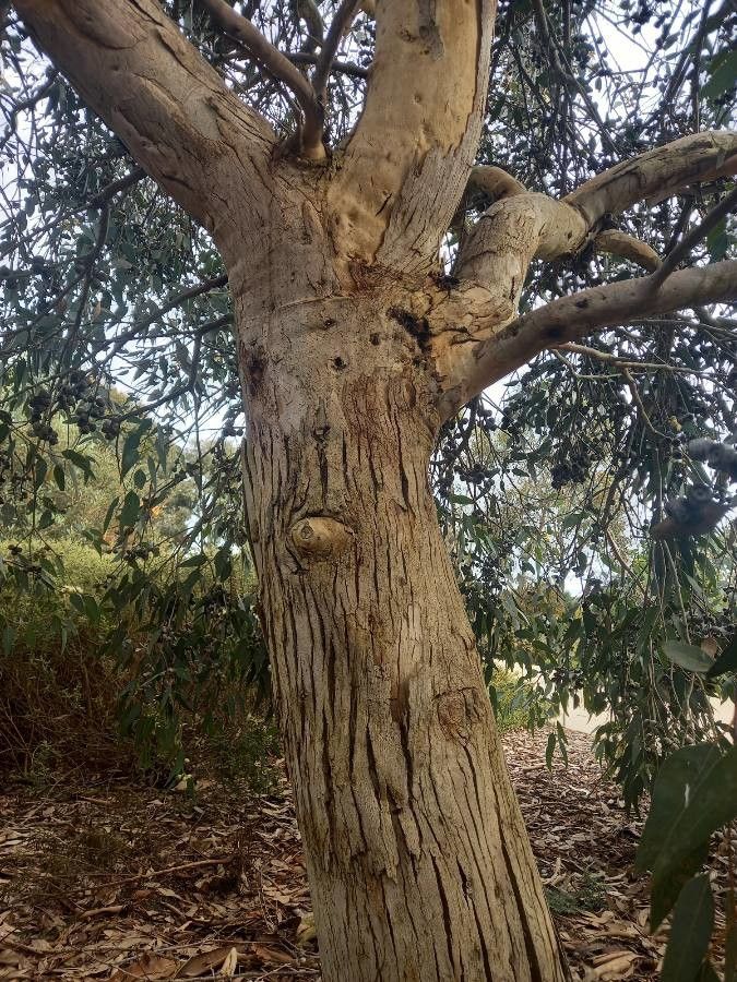 Eucalyptus cosmophylla bark