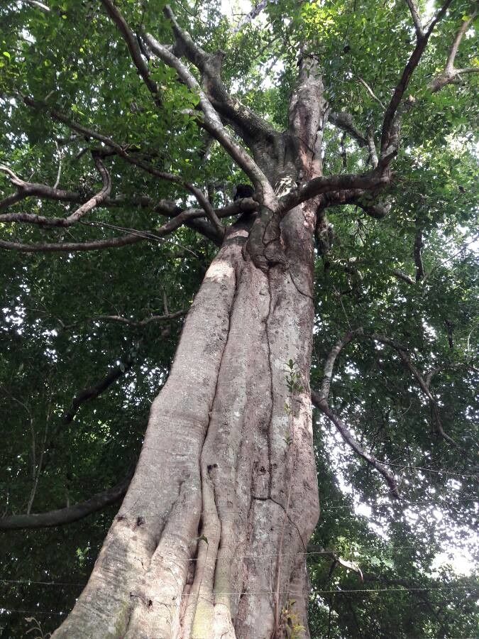 Sloanea terniflora bark