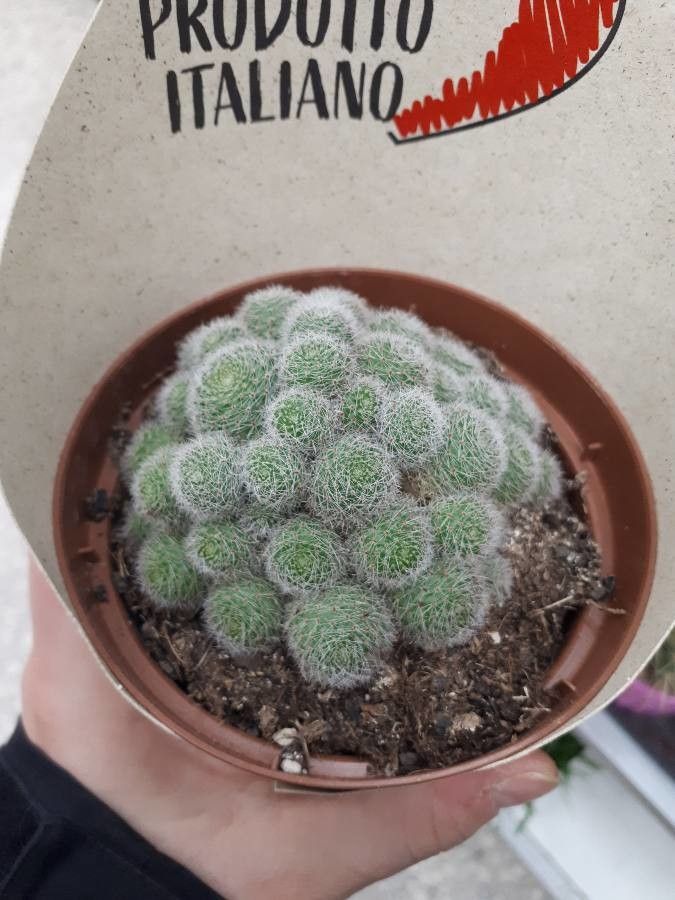 Rebutia pulvinosa leaf