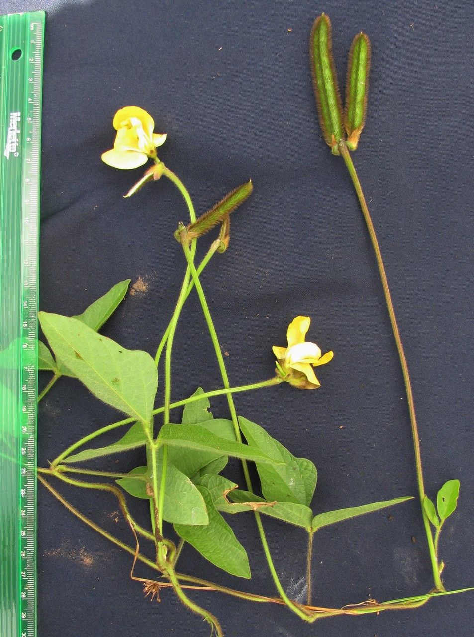 Vigna lasiocarpa other