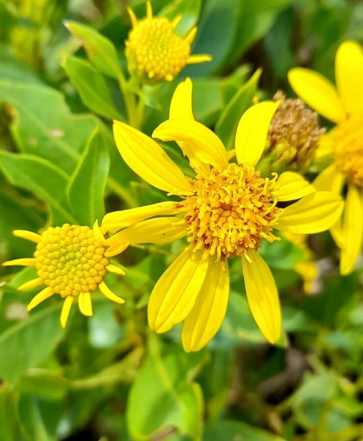 Flourensia thurifera flower