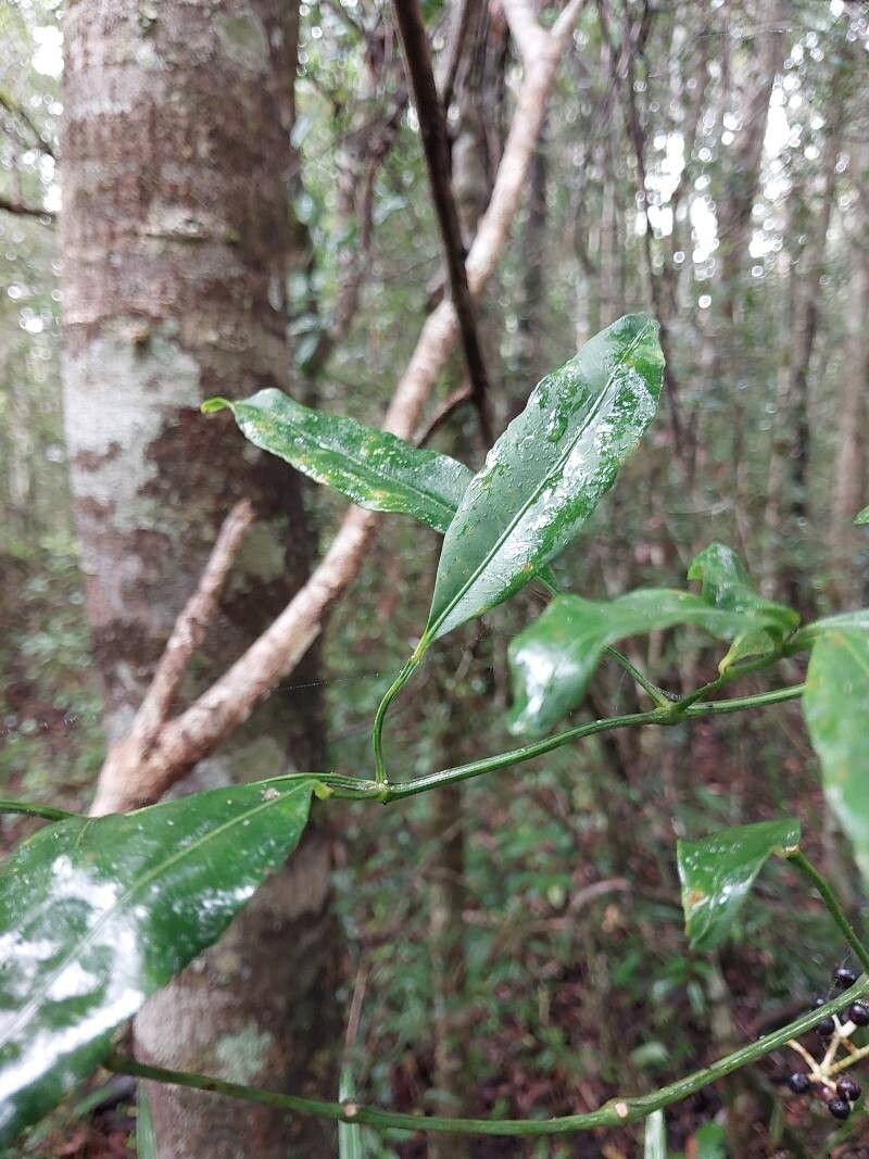 Polyscias pentamera leaf