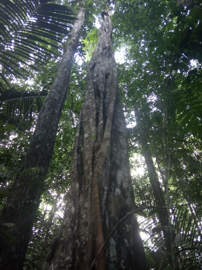 Swartzia remigera — houseplant care guide