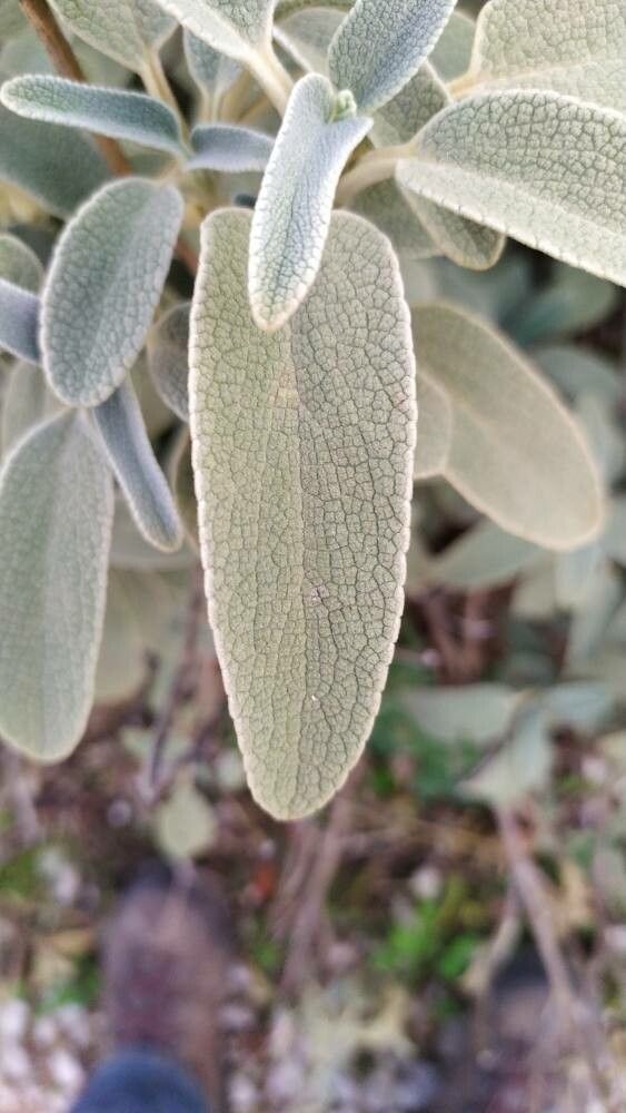 Phlomis pichleri — search result for 'Phlomis'