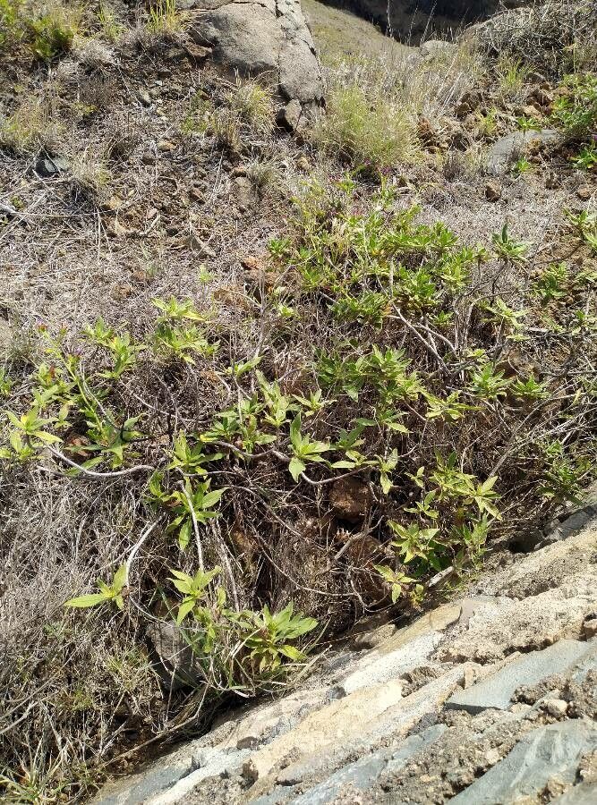 Globularia amygdalifolia — related species from the same genus