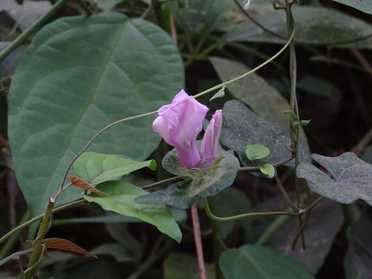 Ipomoea involucrata flower