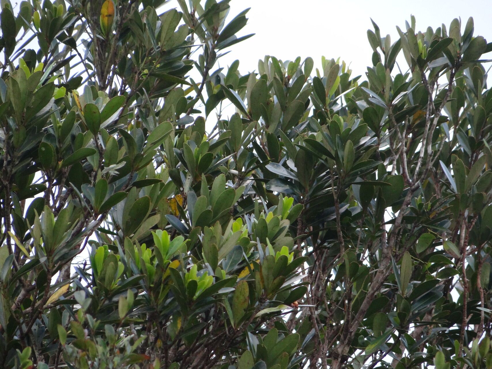 Lithocarpus formosanus habit