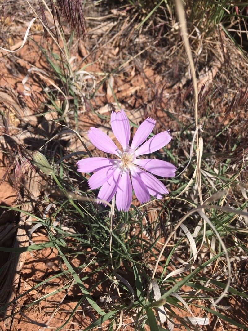 Lygodesmia grandiflora — related species from the same genus