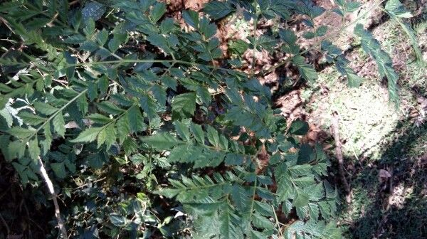 Jacaranda puberula — search result for 'Jacaranda'