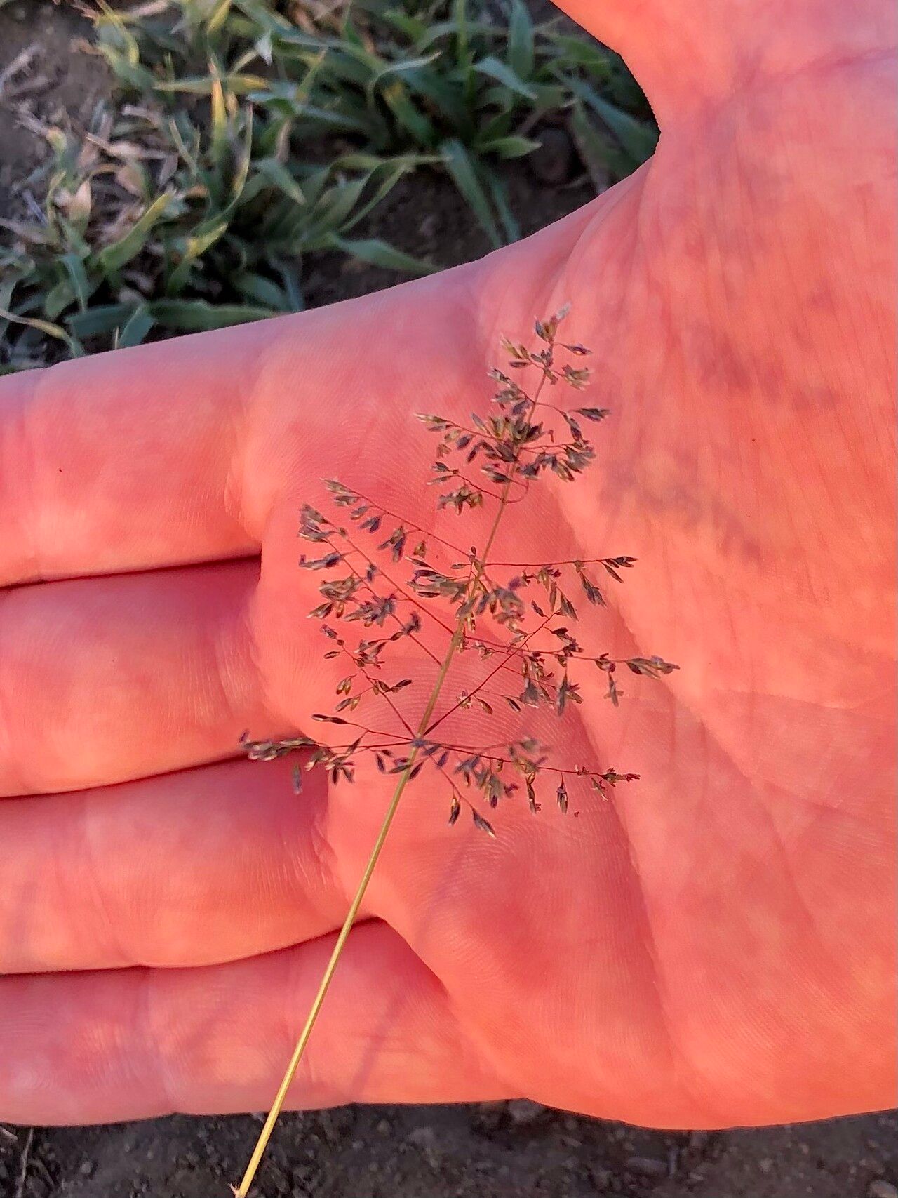 Sporobolus ioclados — search result for 'Sporobolus'