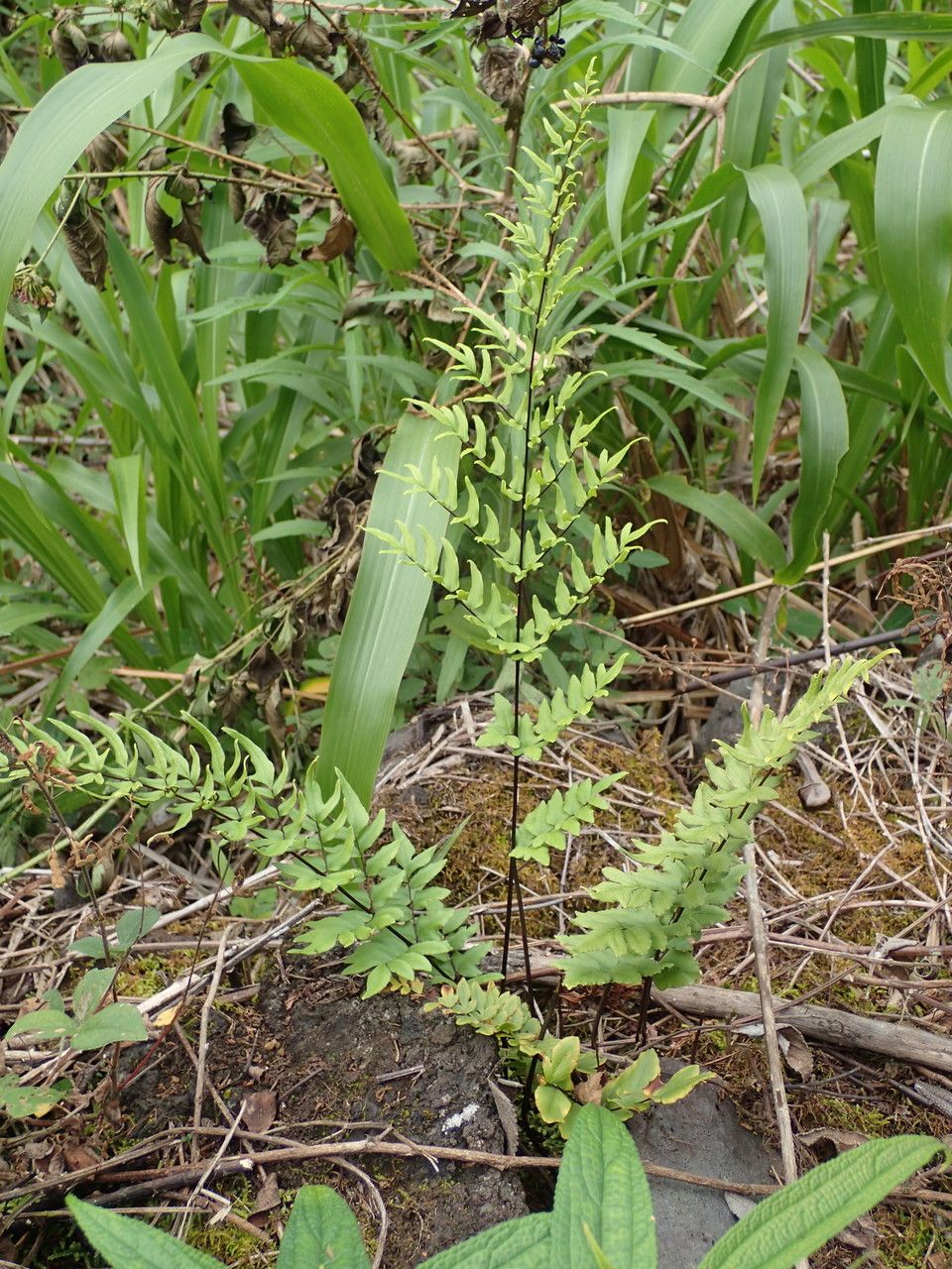 Cheilanthes viridis habit