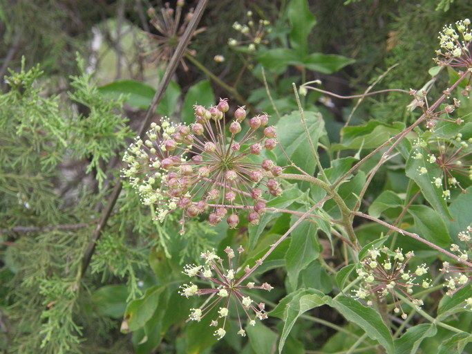 Aralia humilis flower