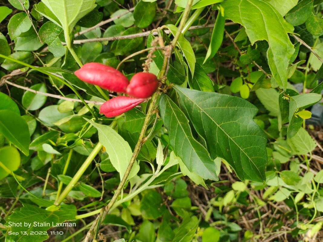 Paullinia pinnata fruit
