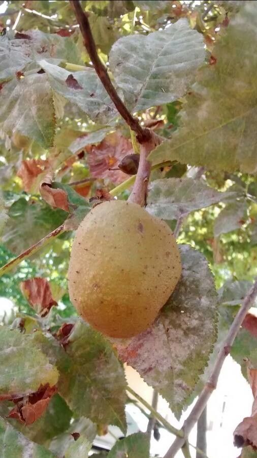 Aesculus carnea fruit