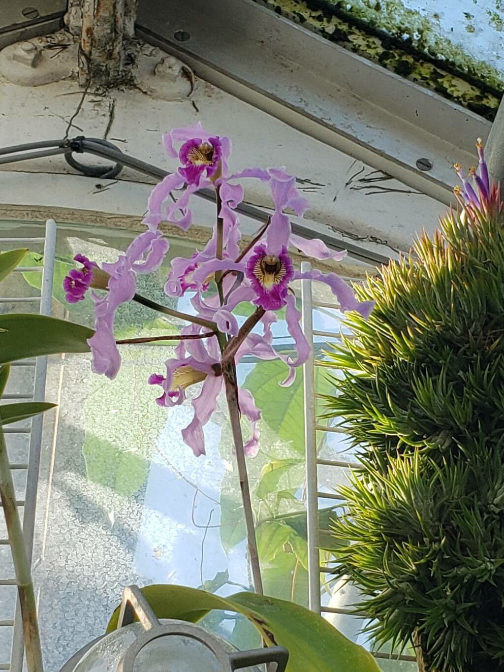 Laelia halbingeriana — houseplant care guide