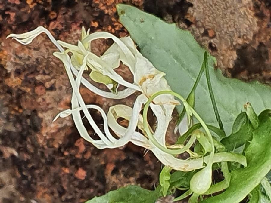 Wahlenbergia lobelioides flower