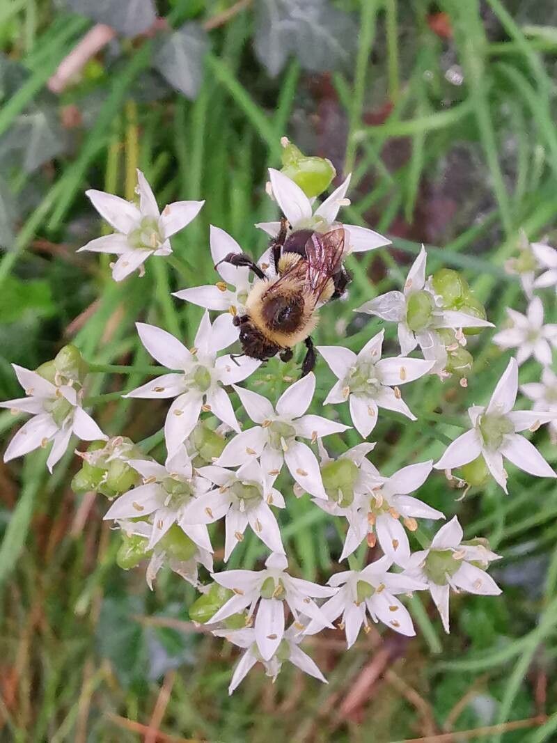 Allium canadense flower