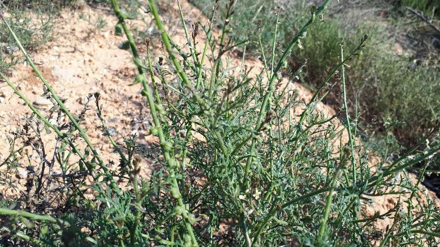 Carrichtera annua fruit