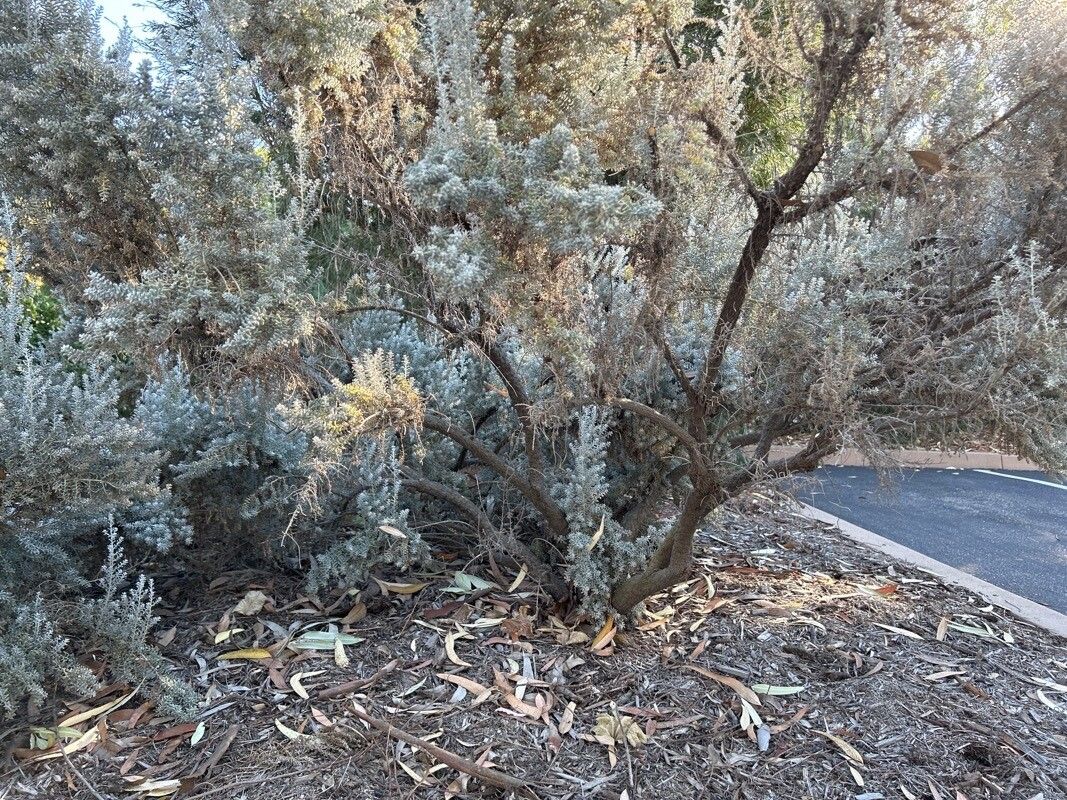 Maireana sedifolia habit