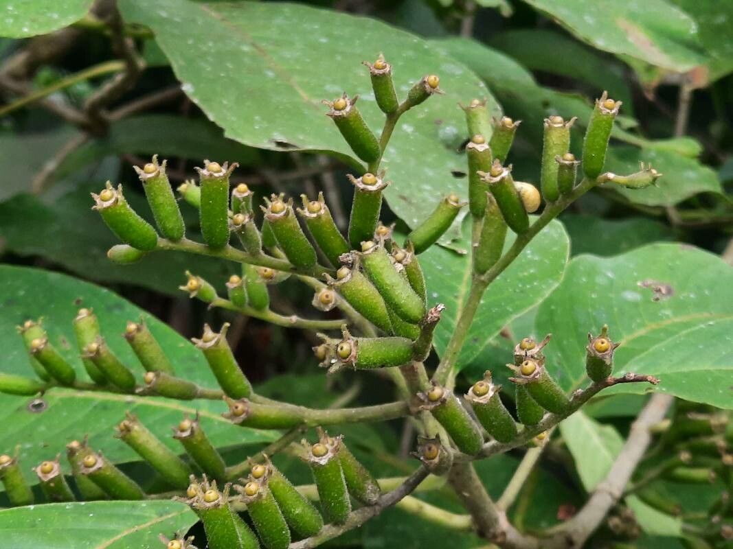 Hamelia xerocarpa fruit