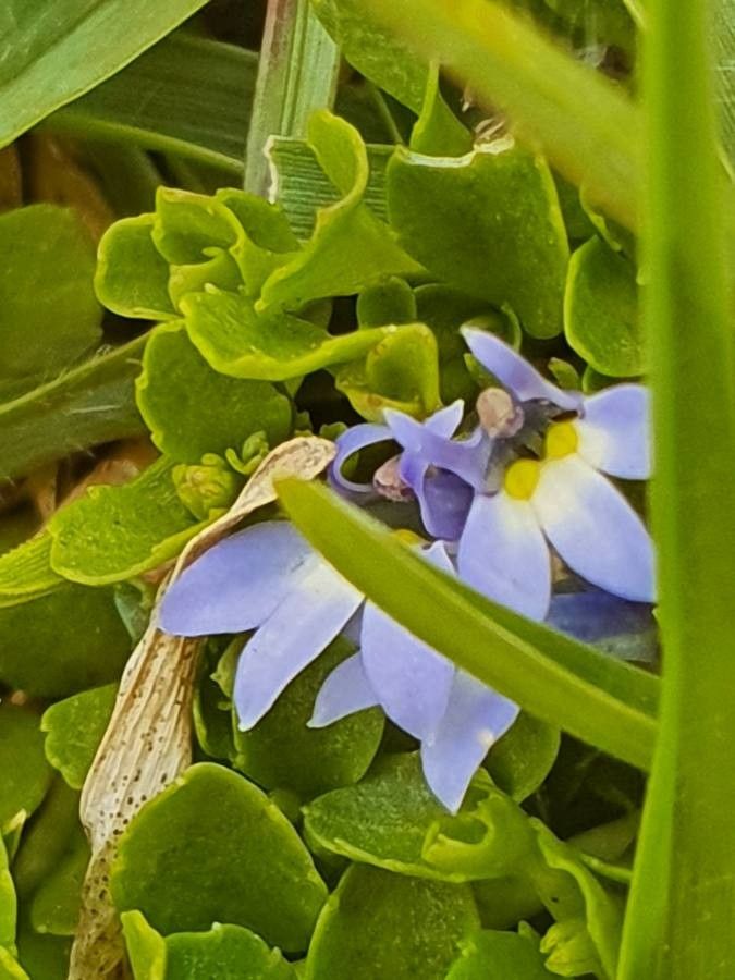 Lobelia duriprati flower
