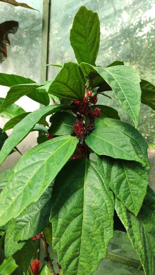 Pavonia strictiflora — search result for 'Pavonia'