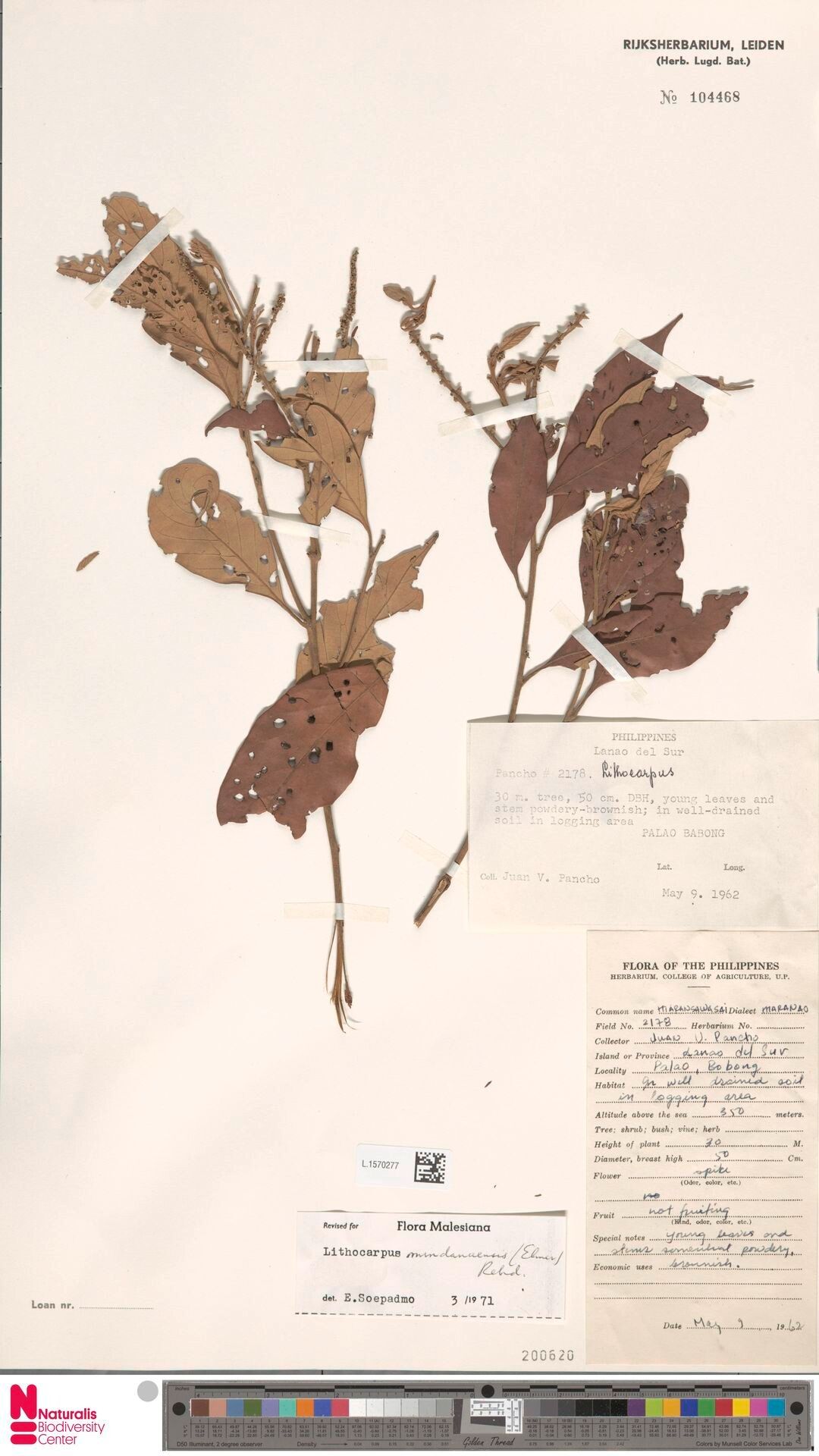 Lithocarpus mindanaensis — houseplant care guide