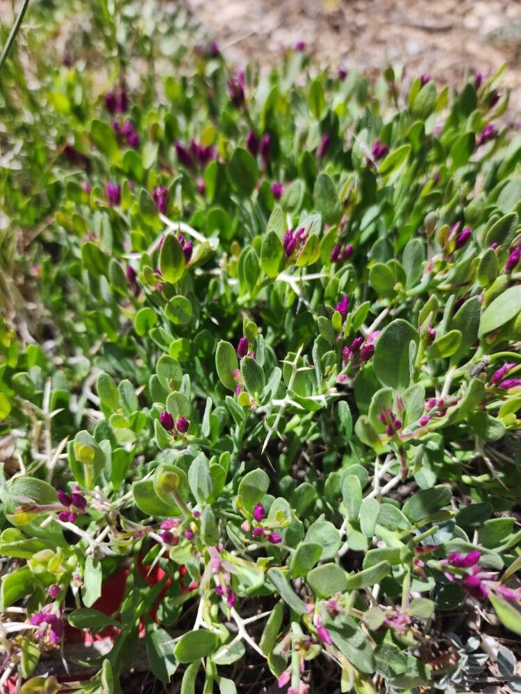 Rhinotropis subspinosa — houseplant care guide