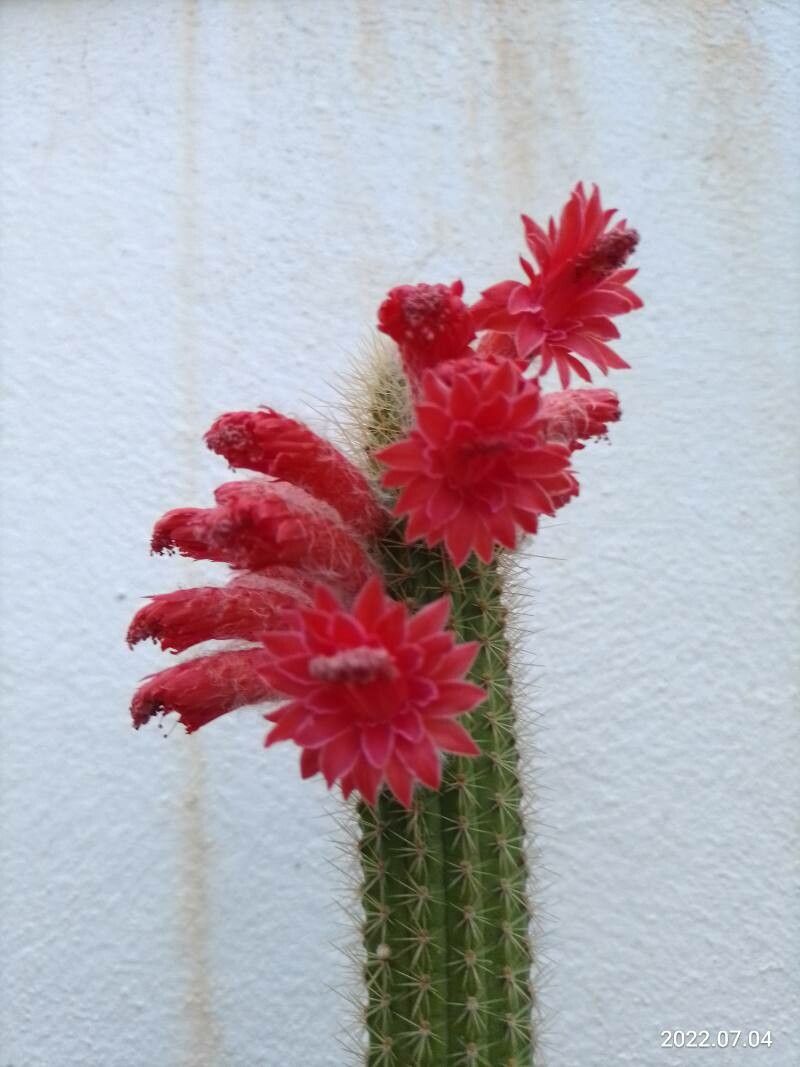 Cleistocactus samaipatanus bark