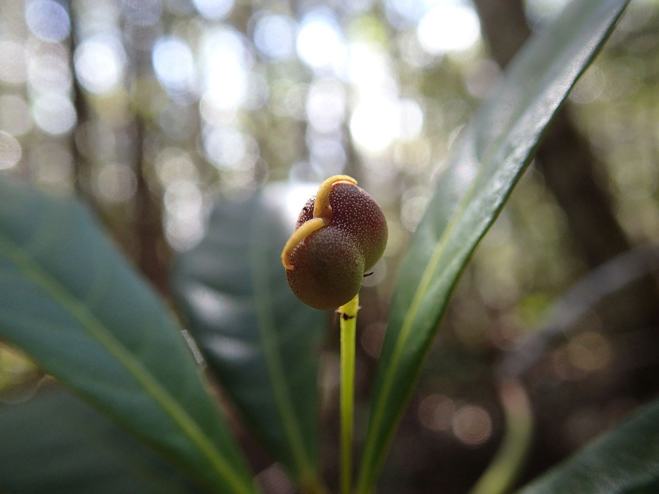 Macaranga vieillardii — houseplant care guide