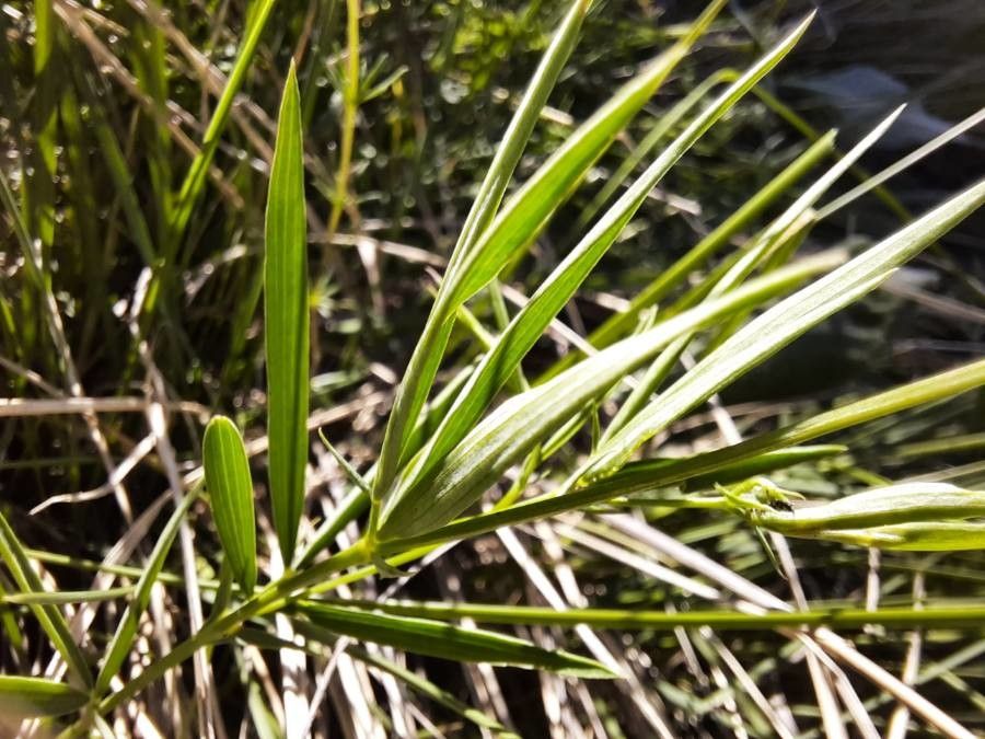 Lathyrus filiformis leaf