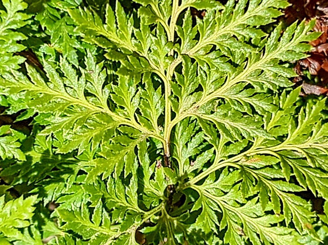 Hemionitis carlotta-halliae — houseplant care guide