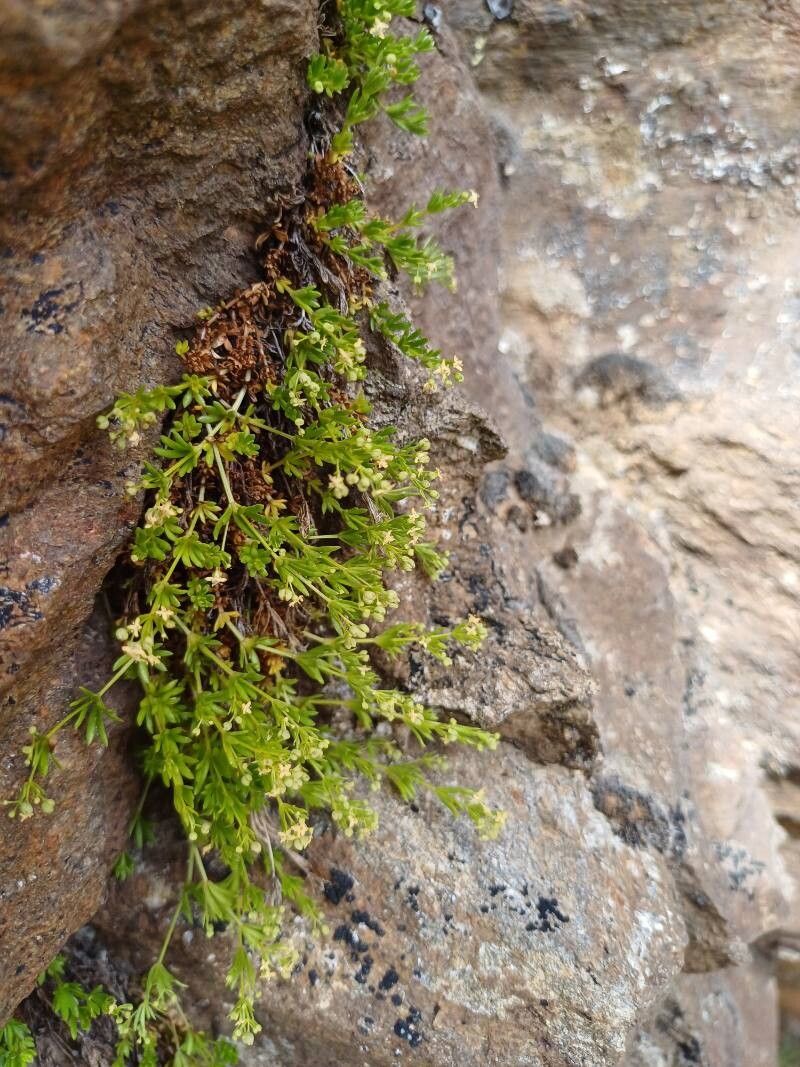 Galium tendae — houseplant care guide