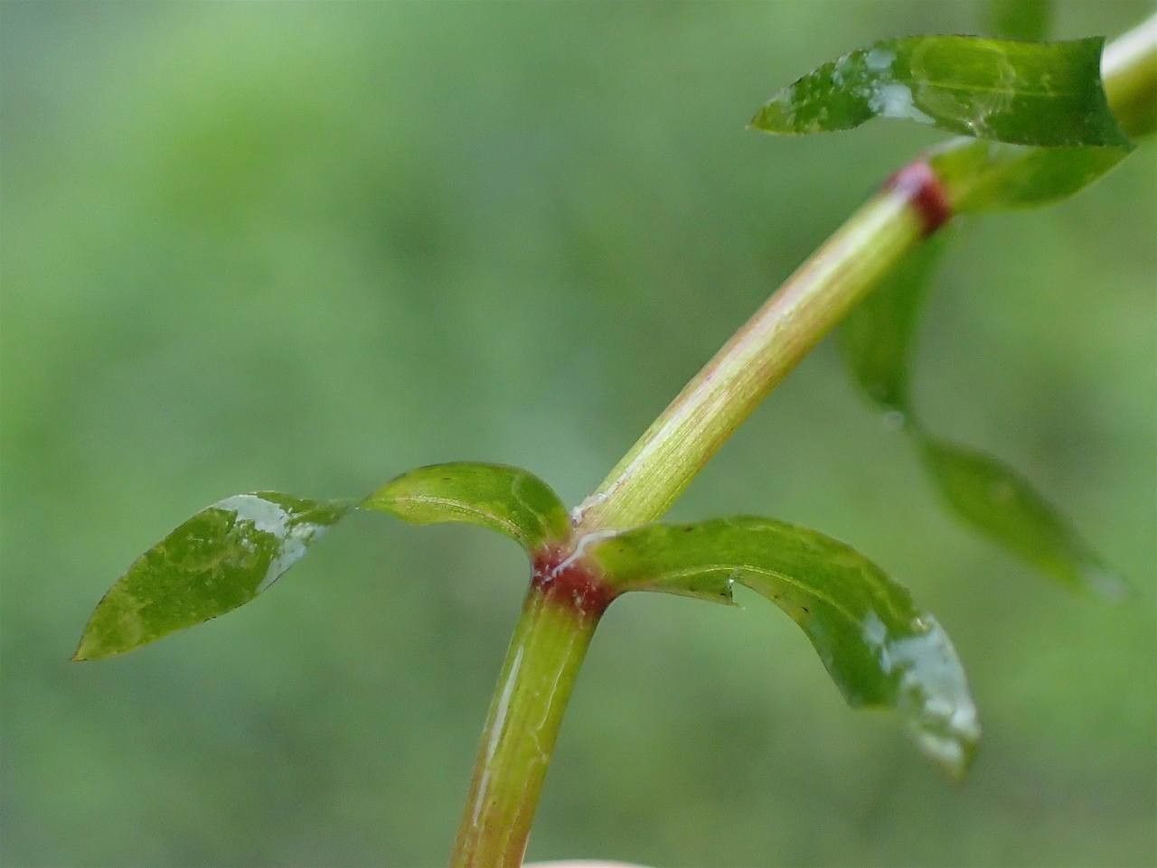Elodea nuttallii bark