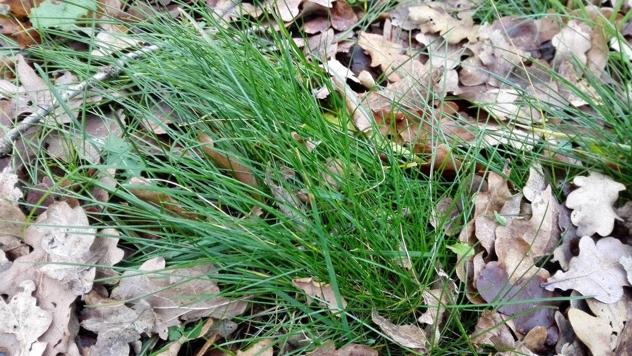 Anthoxanthum aristatum — search result for 'Netherlands'