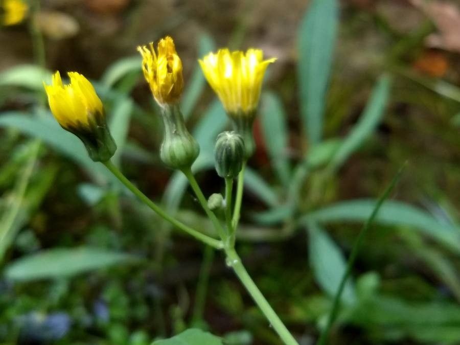 Sonchus aquatilis flower