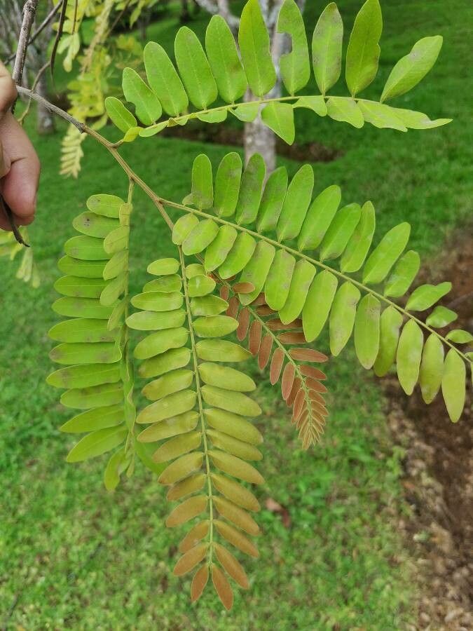 Cassia grandis leaf
