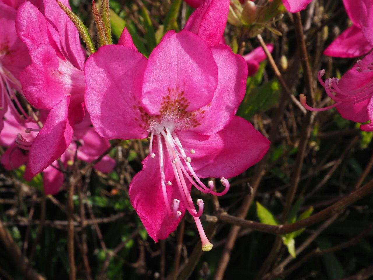 Rhododendron albrechtii flower