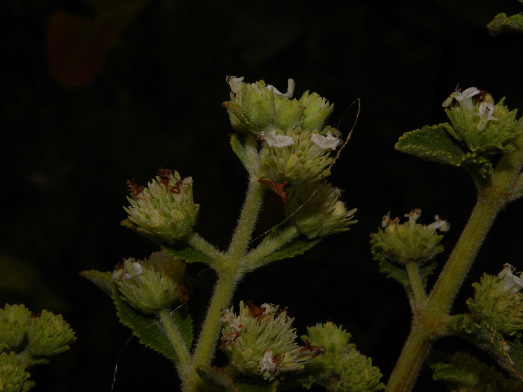 Hyptis brachiata flower