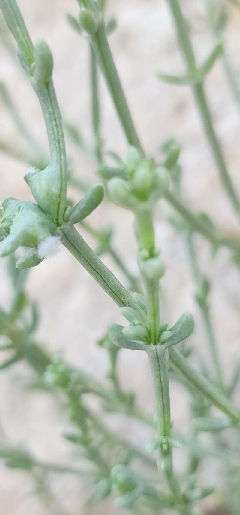 Salsola setifera bark