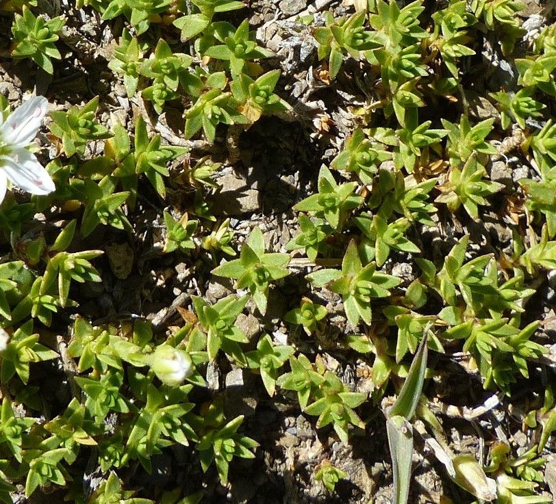 Minuartia rupestris leaf