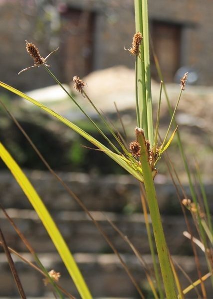 Fimbristylis dichotoma fruit